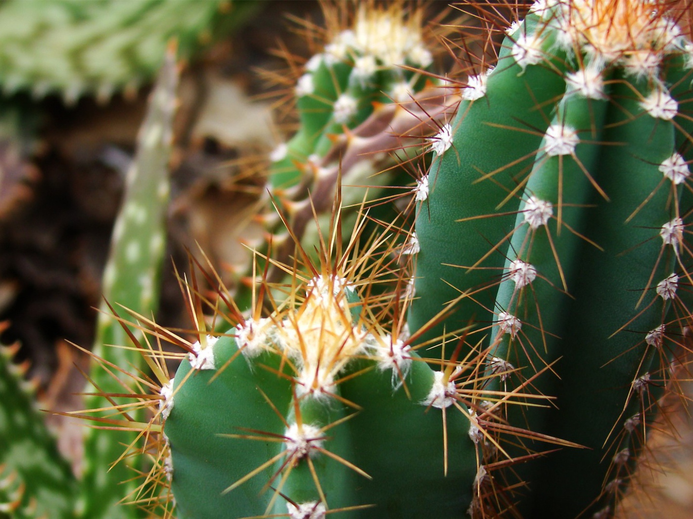 Колючие зеленые кактусы