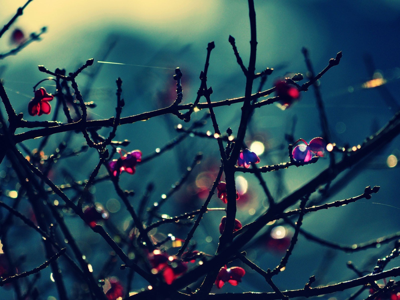 Красные цветы на голых ветках