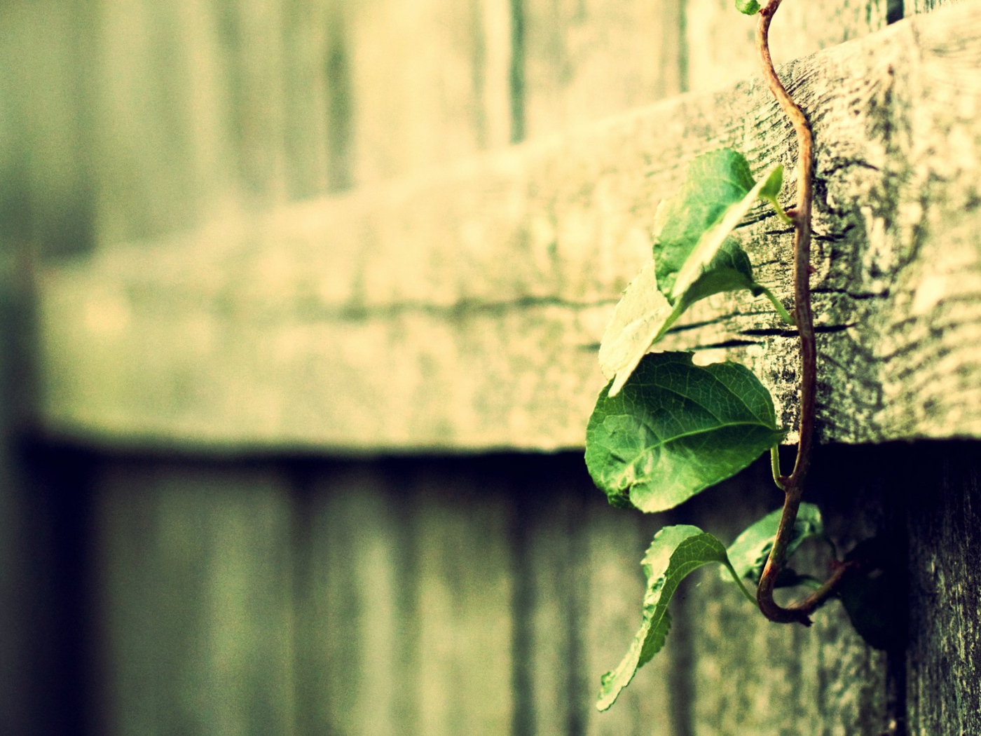 Росток вьется по деревянному забору