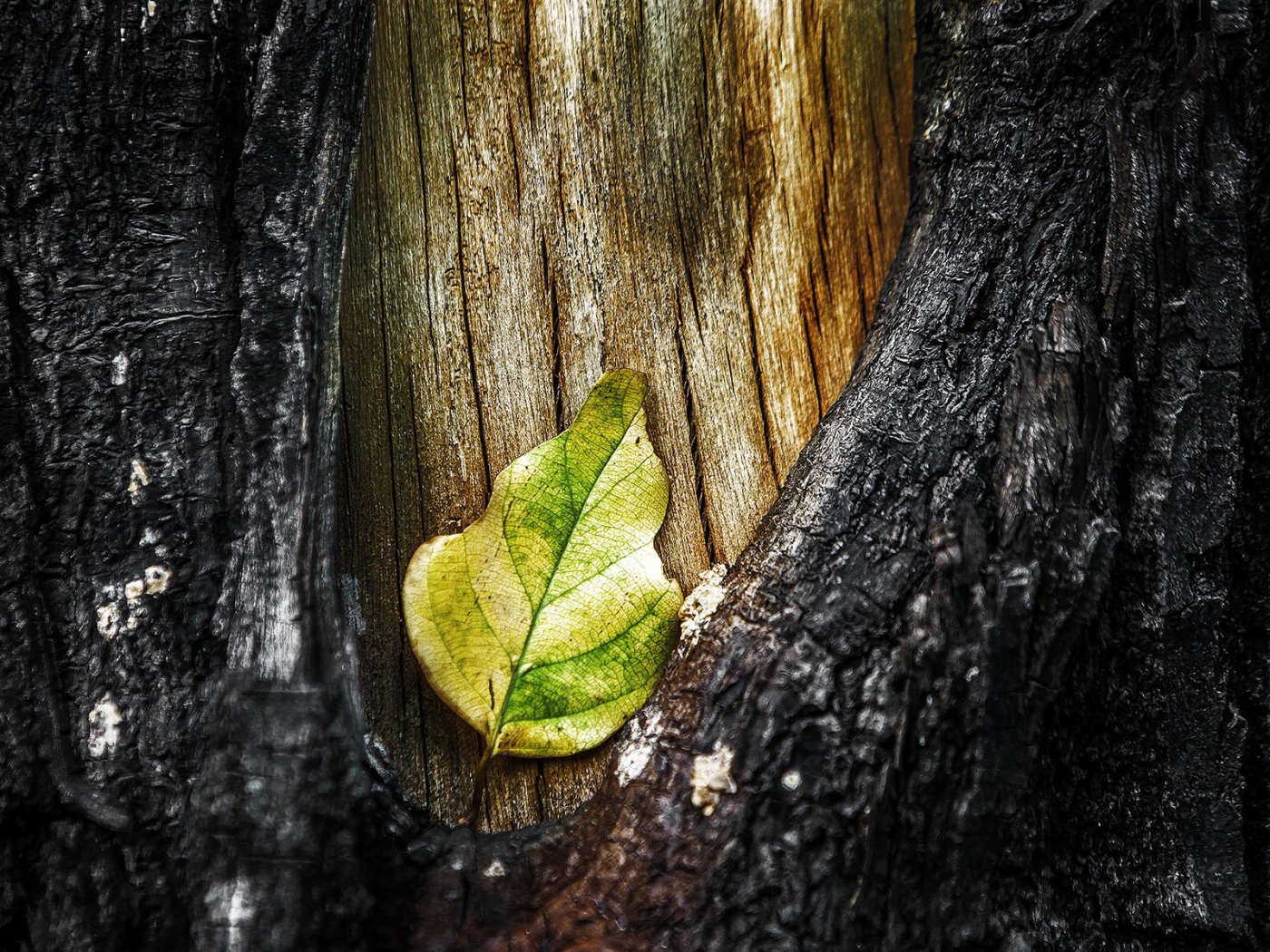 Лист в разрыве коры дерева