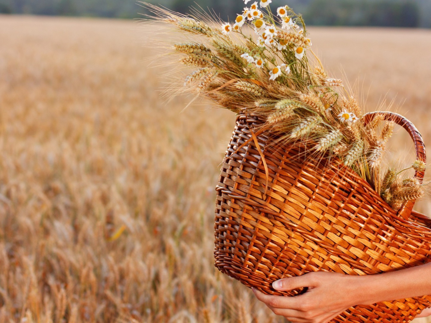 Колоски и ромашки в соломенной корзине