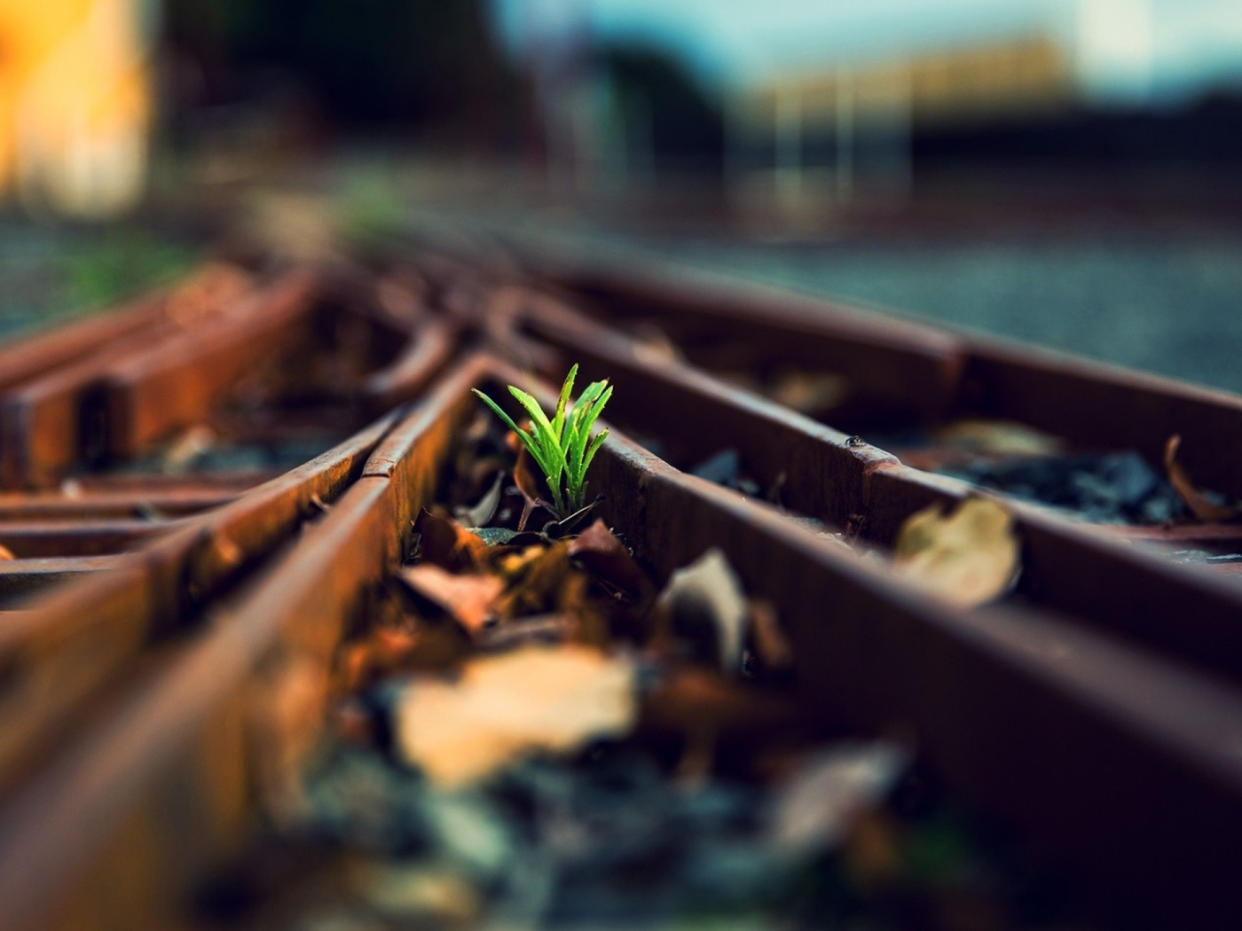 Росток между ржавых рельс железной дороги