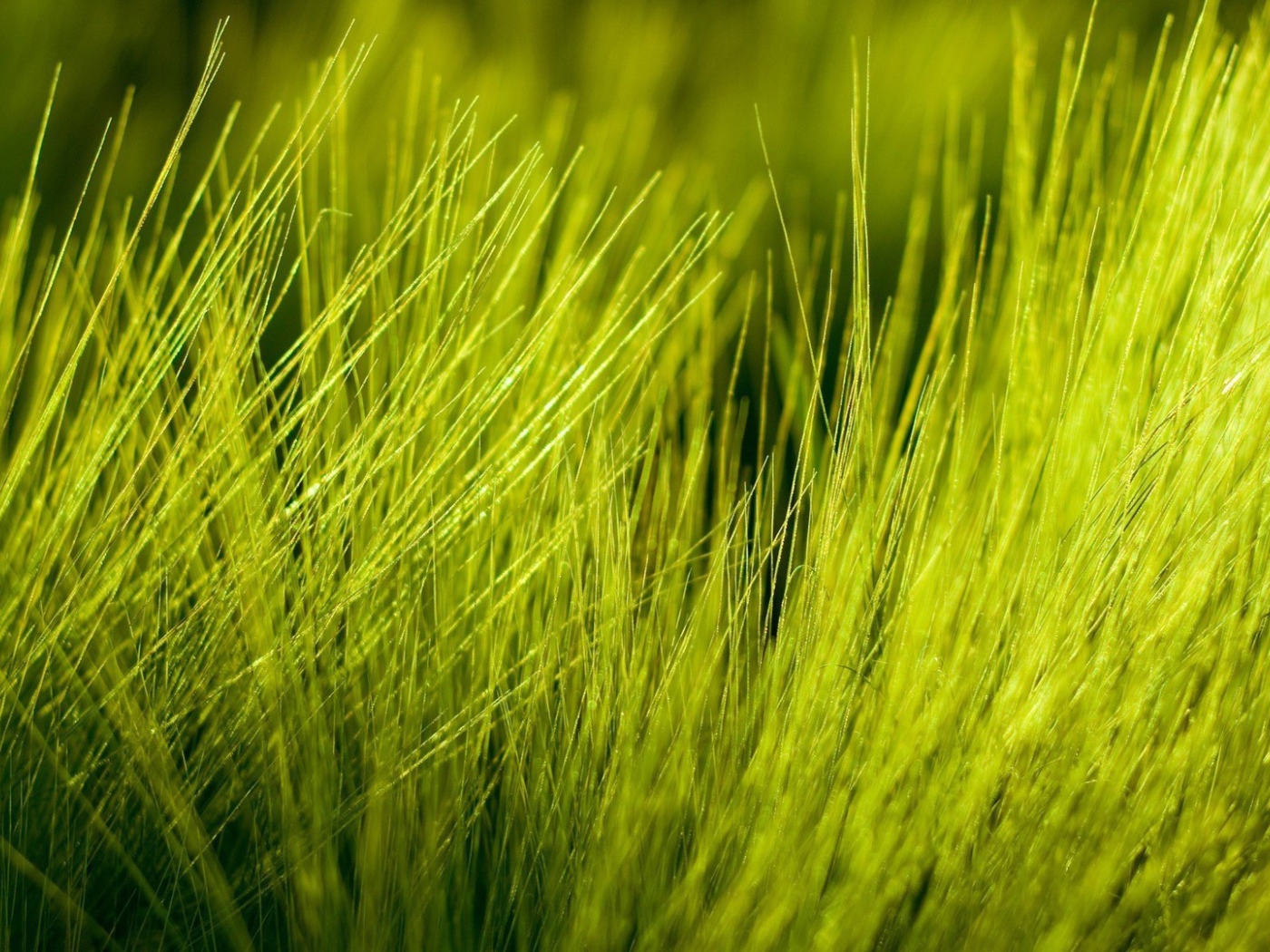 Нежно зеленые ростки пшеницы