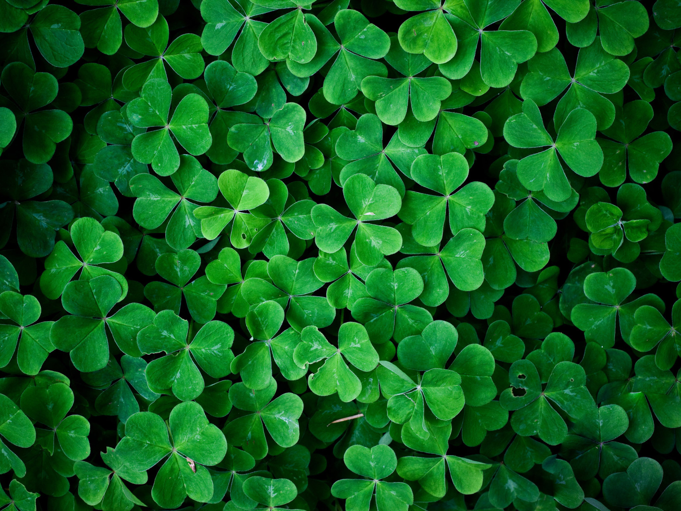 Заросли зеленого трилистника