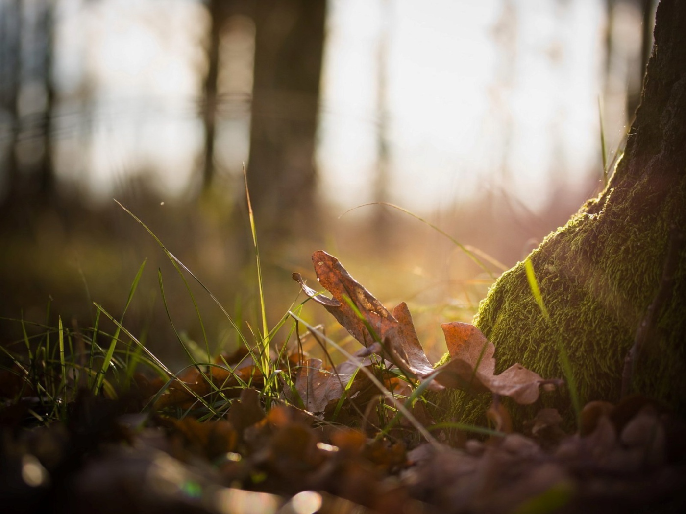 Тонкая трава пробивается сквозь прошлогодние листья