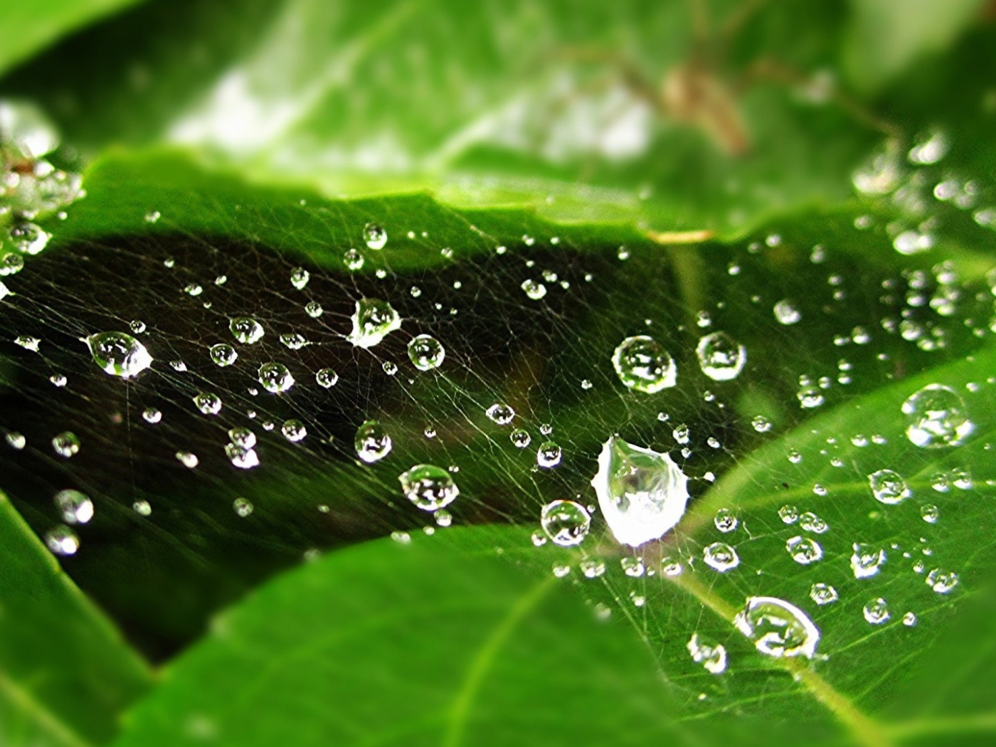 Мокрая паутина на зеленом листе
