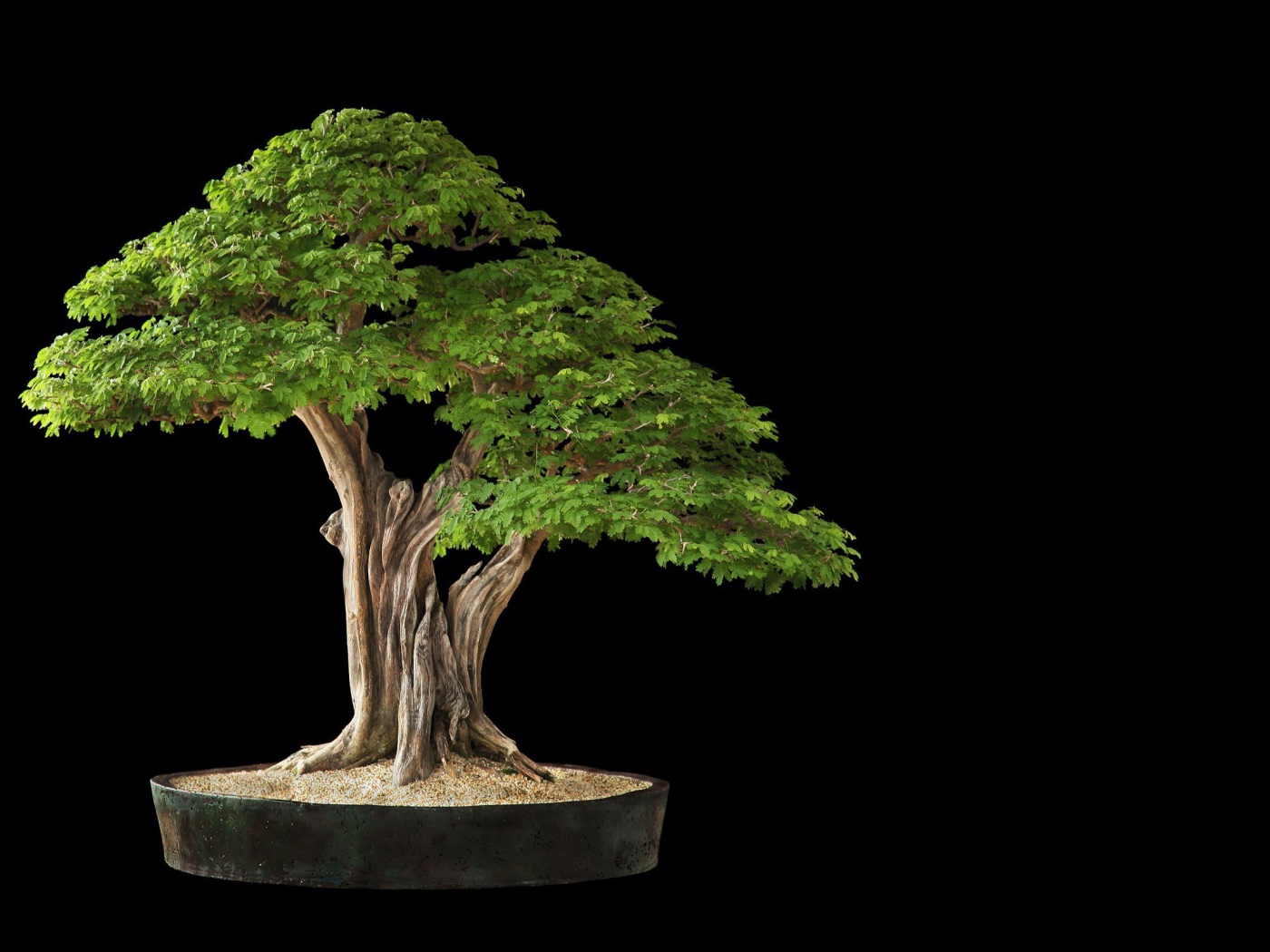 Белое дерево бонсай