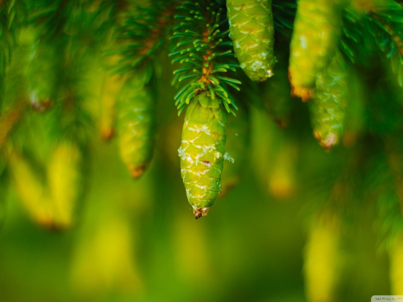 Молодые шишки на хвойном дереве