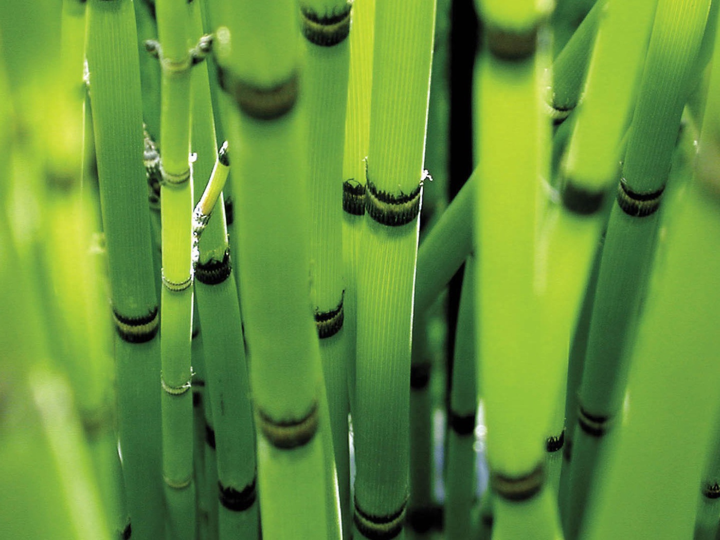 Молодые стебли зеленого бамбука