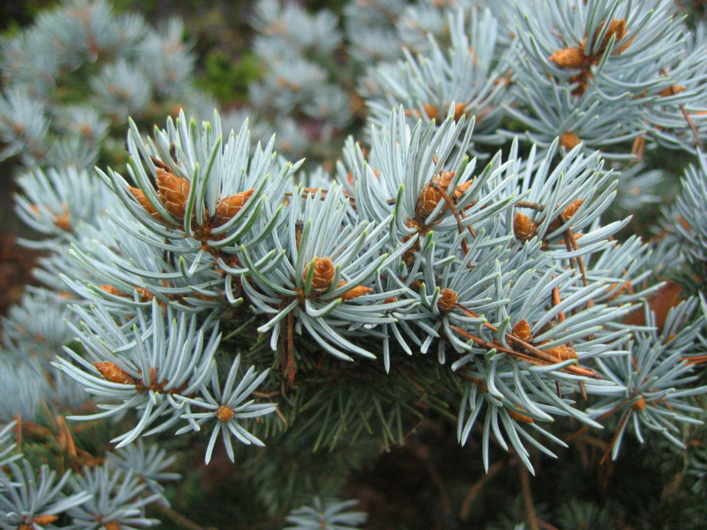 Ветки хвойного дерева