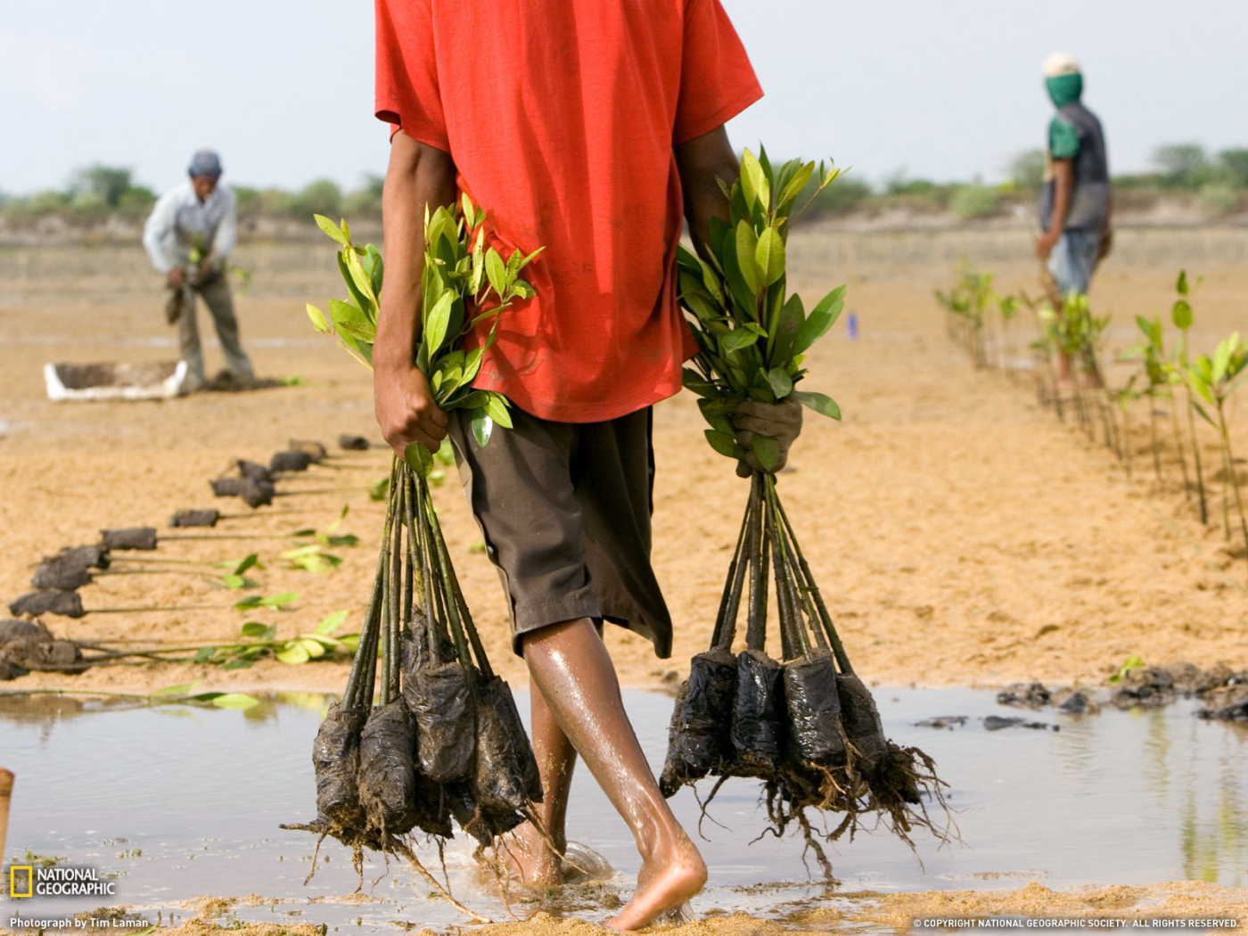 Человек несет саженцы