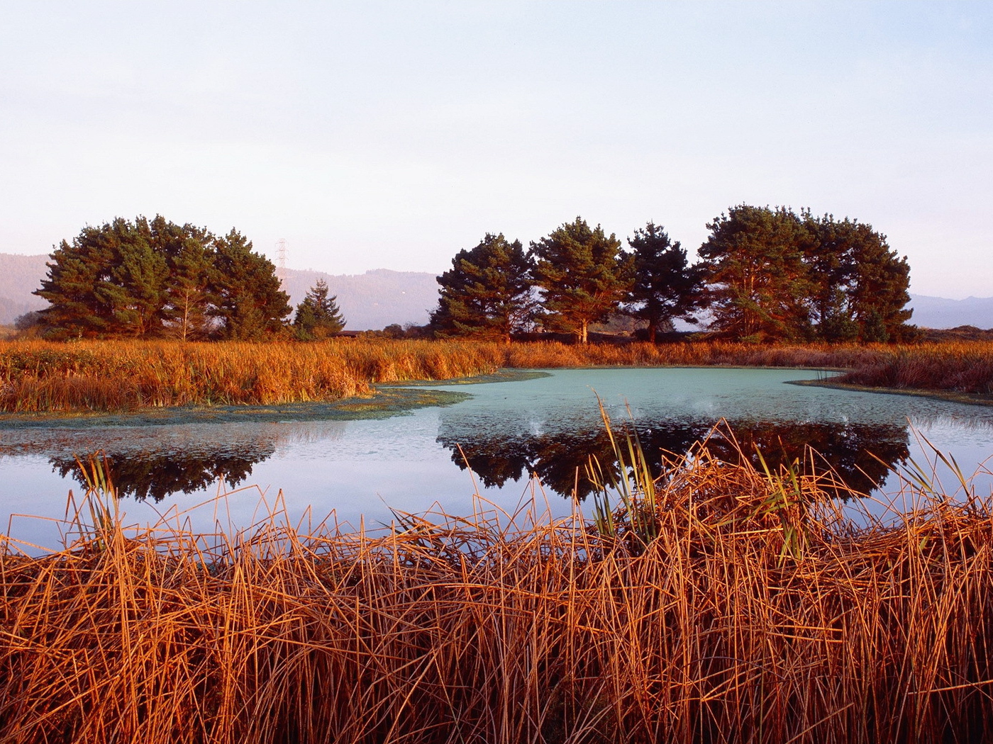 Красная трава на берегу озера