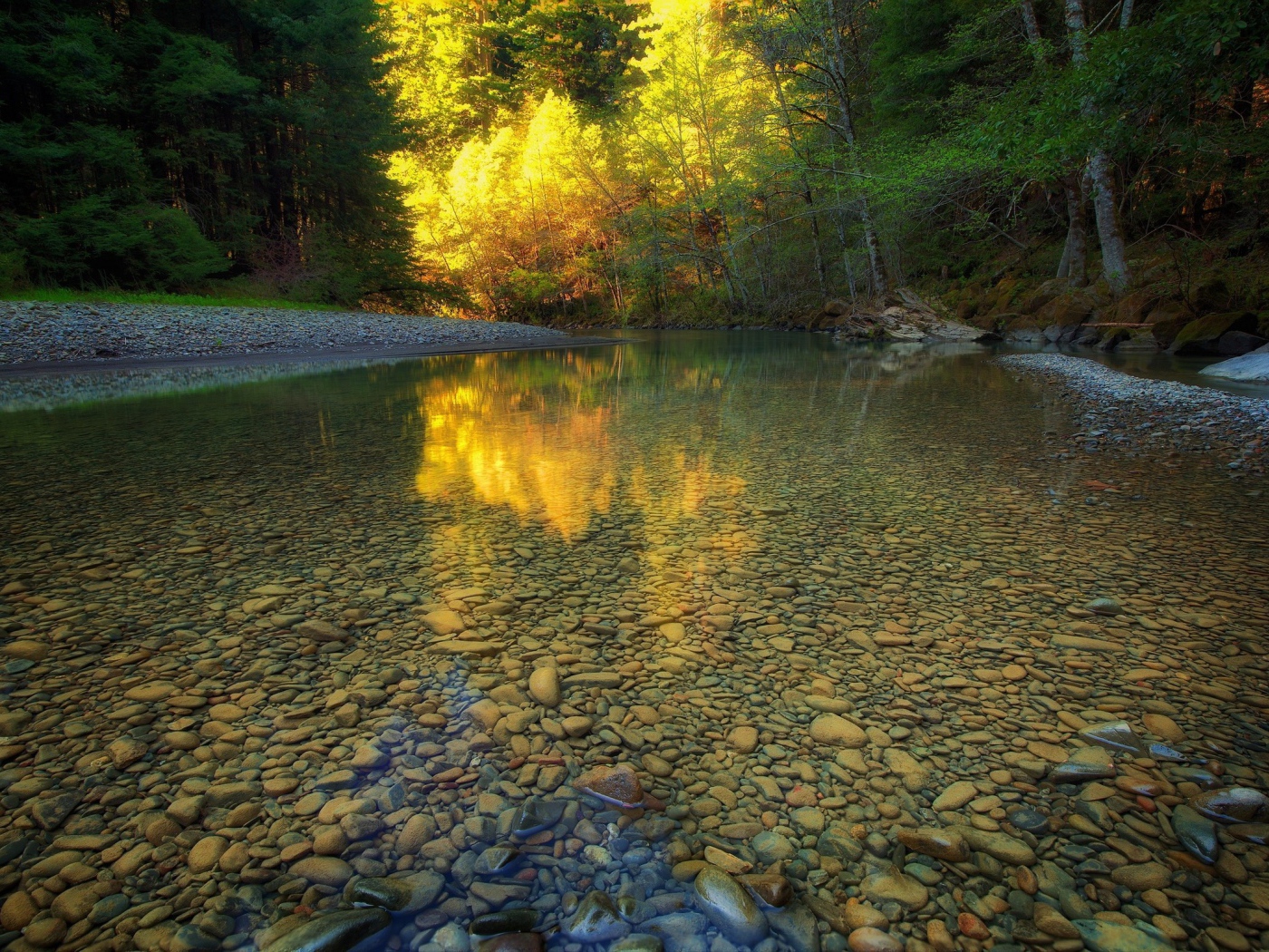 Мелкая прозрачная река в чаще леса