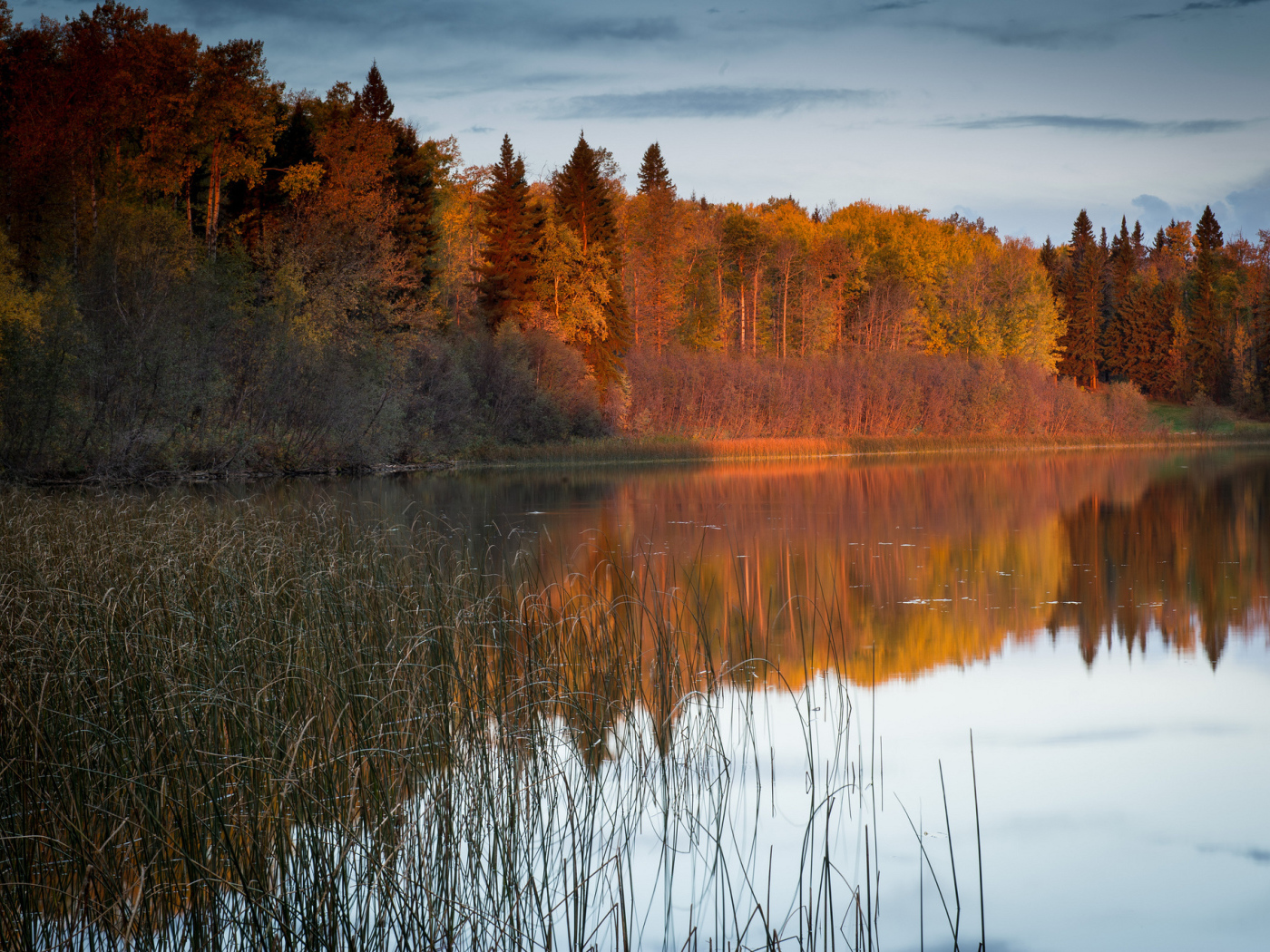 Солнечный свет на деревьях