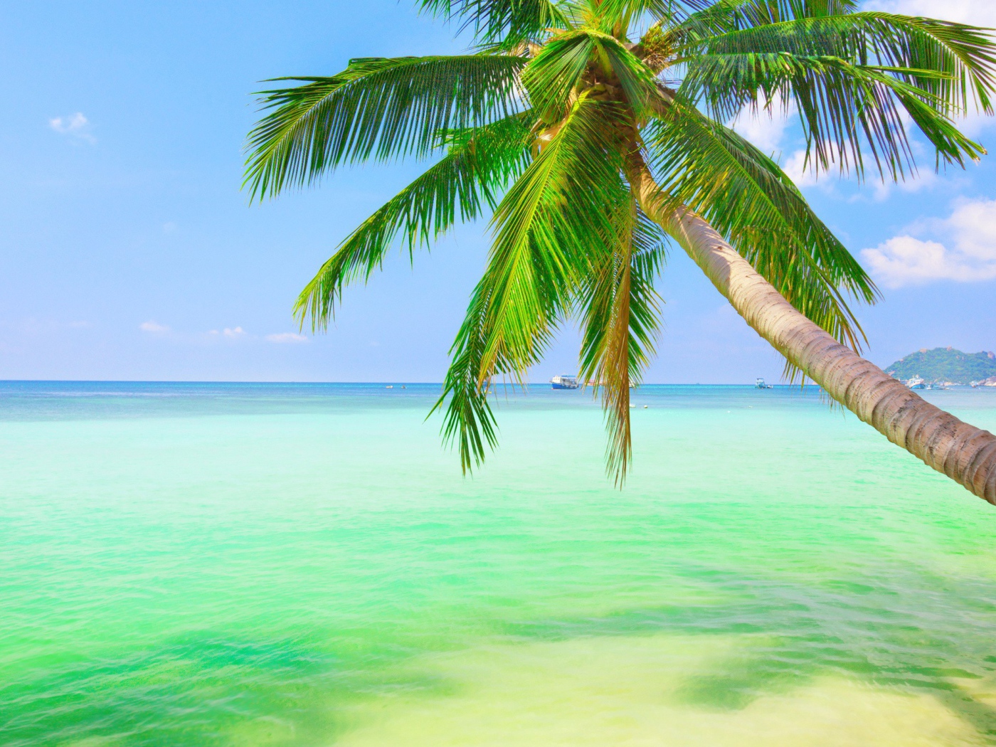 Пальма у зеленой воды на мелководье