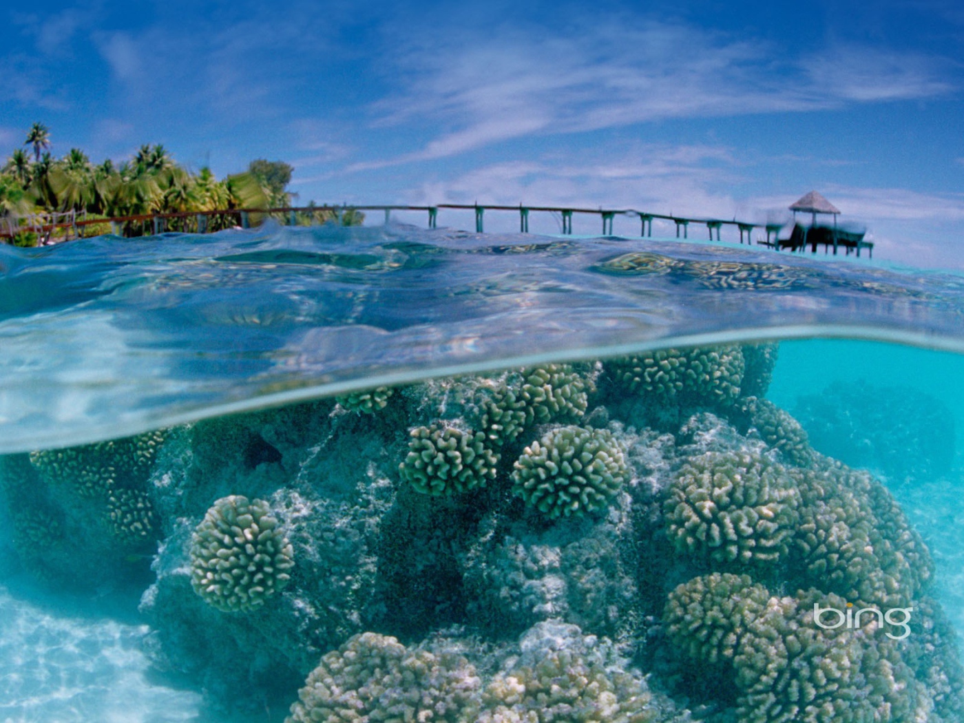 Подводный мир у тропического острова