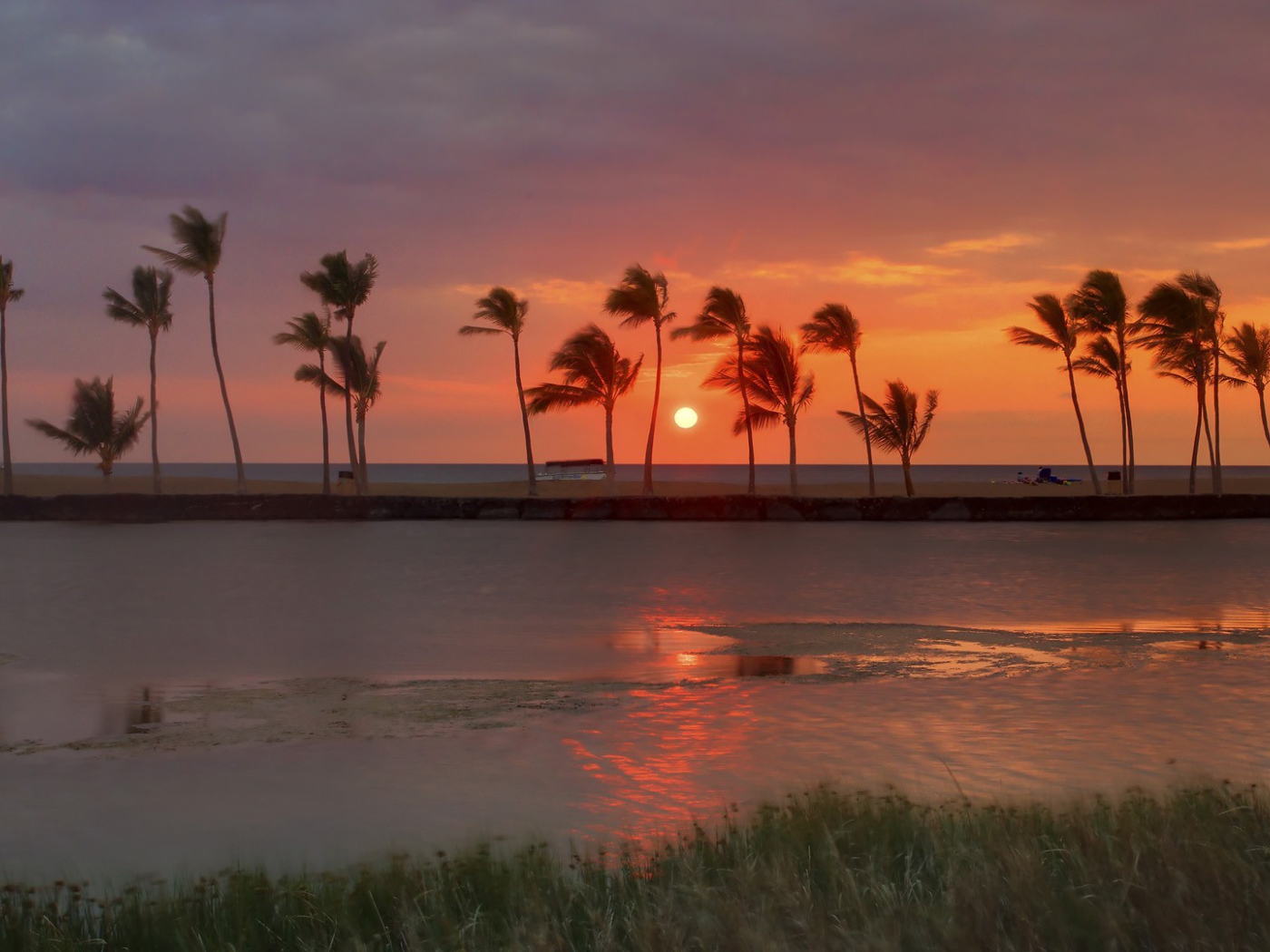 Ряд пальм на берегу моря на фоне заката