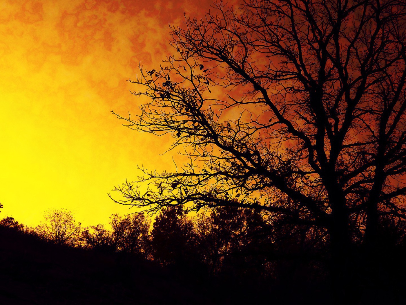 Силуэт осеннего дерева на фоне оранжевого неба