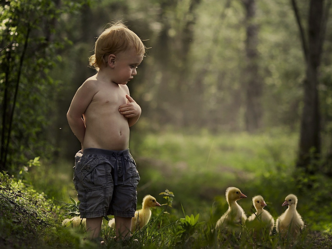 Мальчик гуляет среди утят