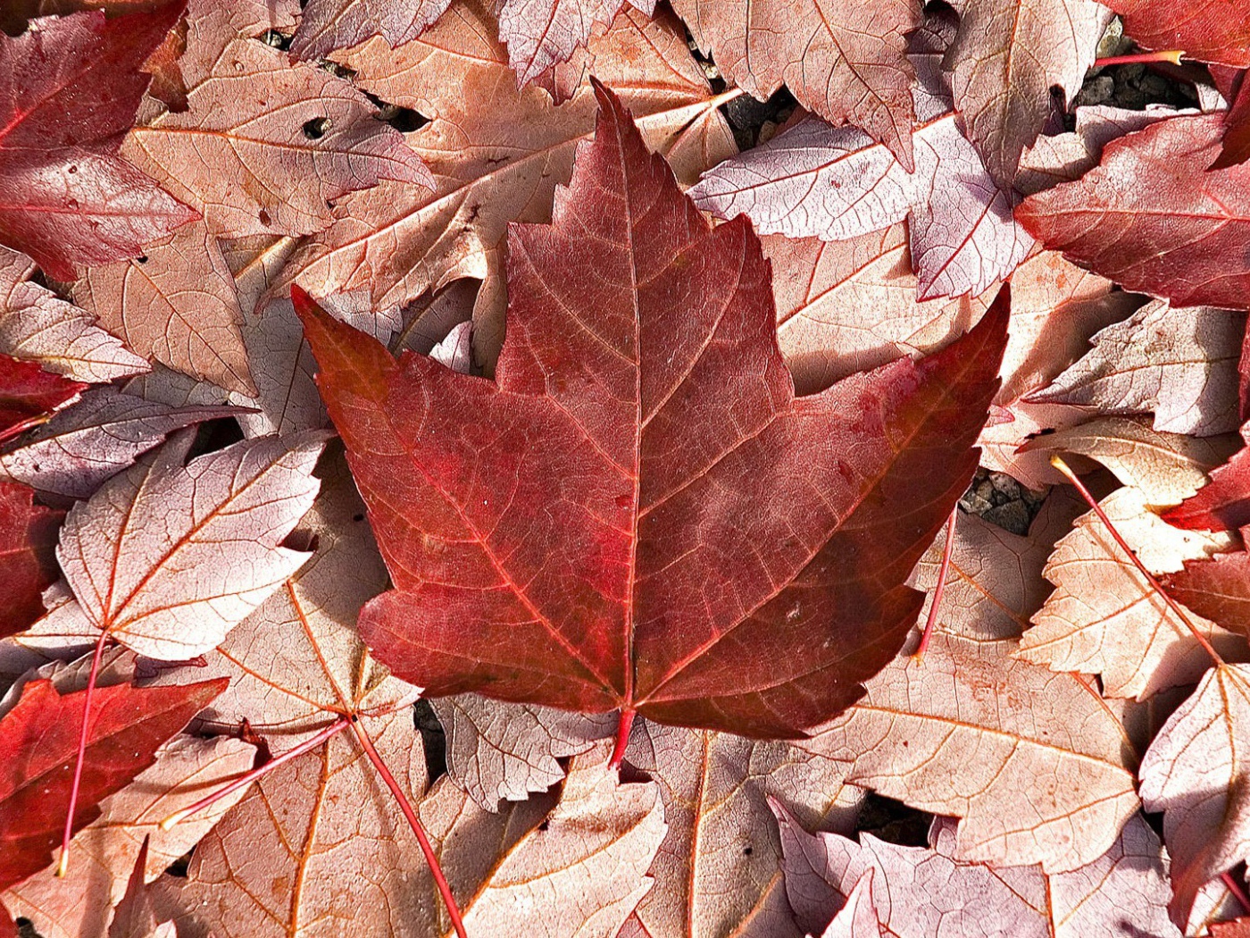 Флаг Канады из осенних листьев