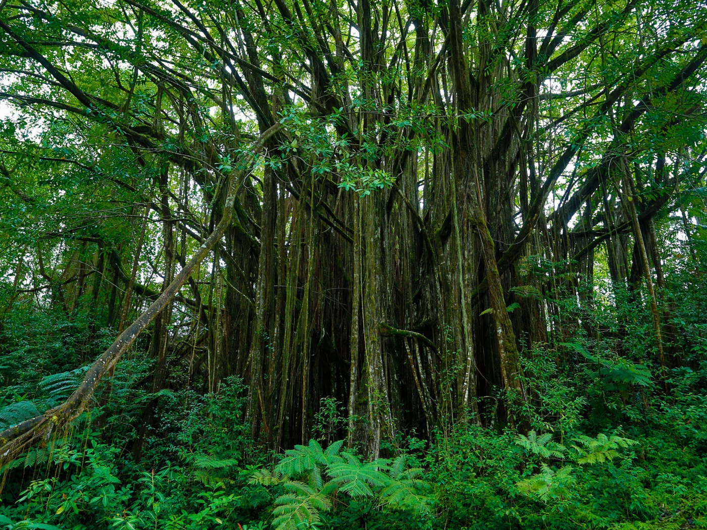 Густые заросли на Гавайях