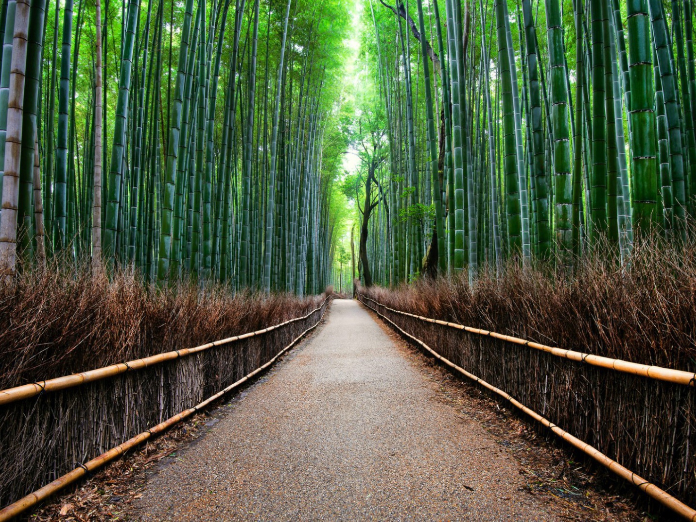Sagano Bamboo Forest in Kyoto, Japan