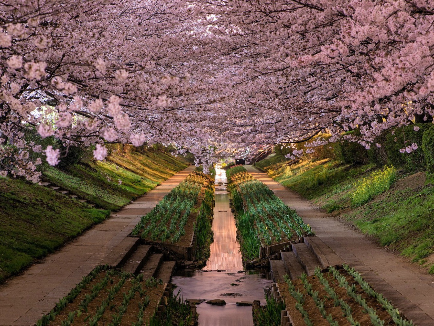 Весенний цветущий сад в Японии