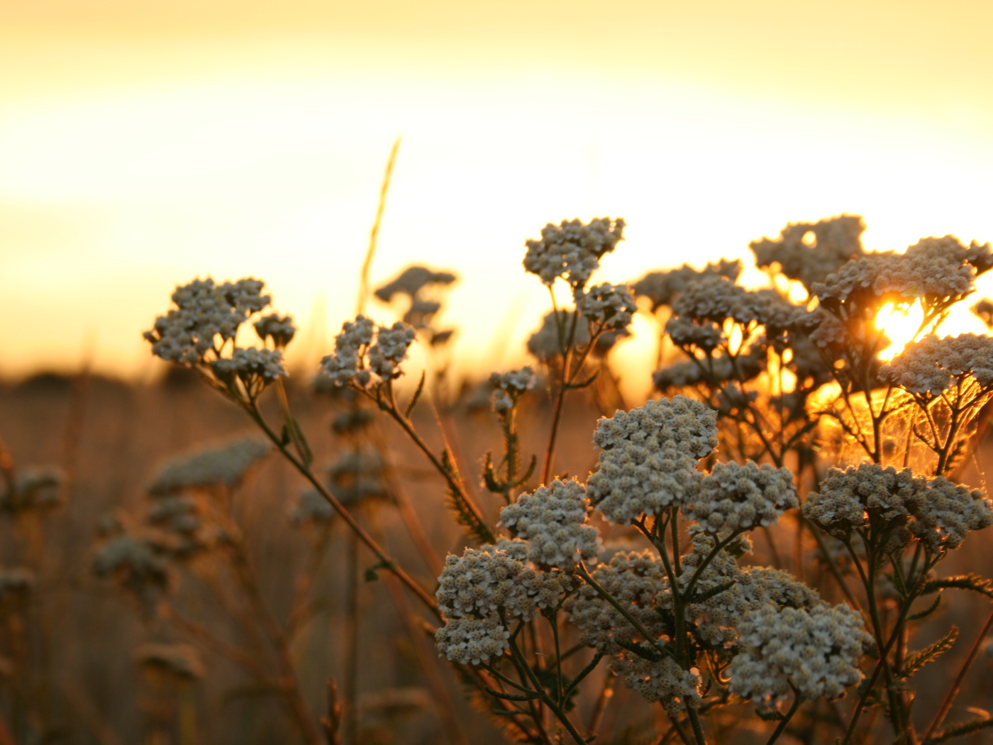 Полевые растения на фоне заката в Польше