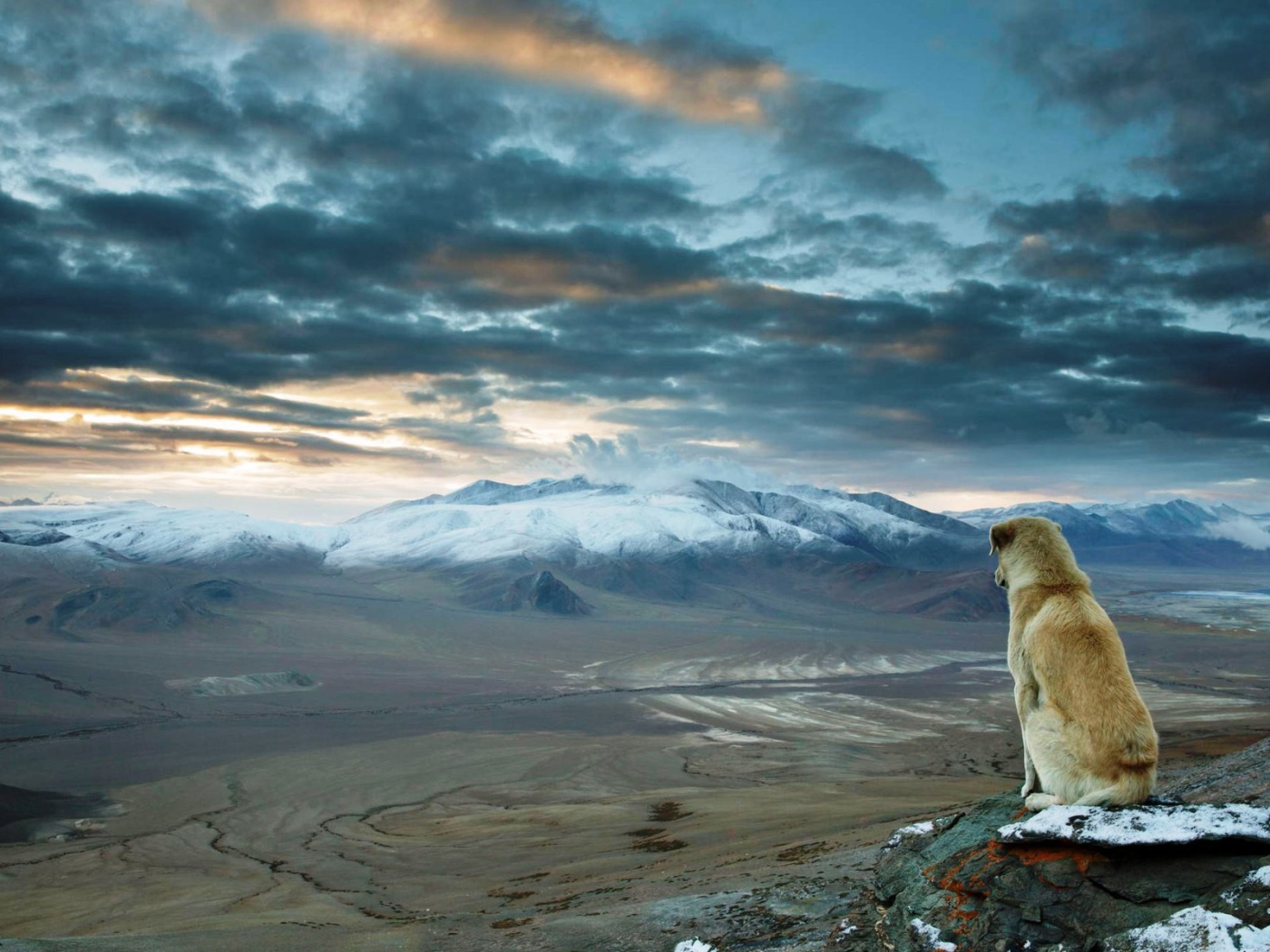Собака смотрит на равнину в Турции