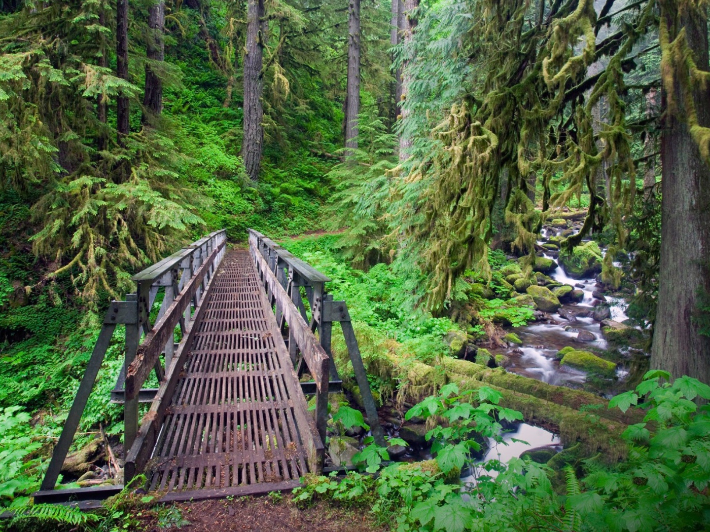 Мост через ручей в лесу, Орегон