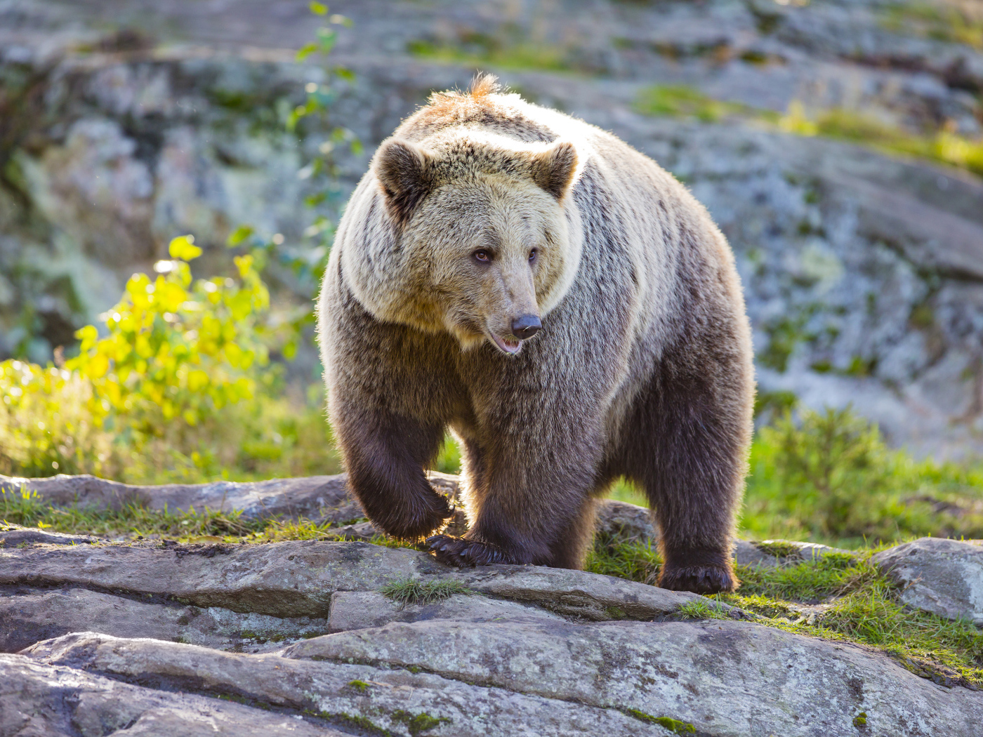 A large grizzly bear walks the rocks