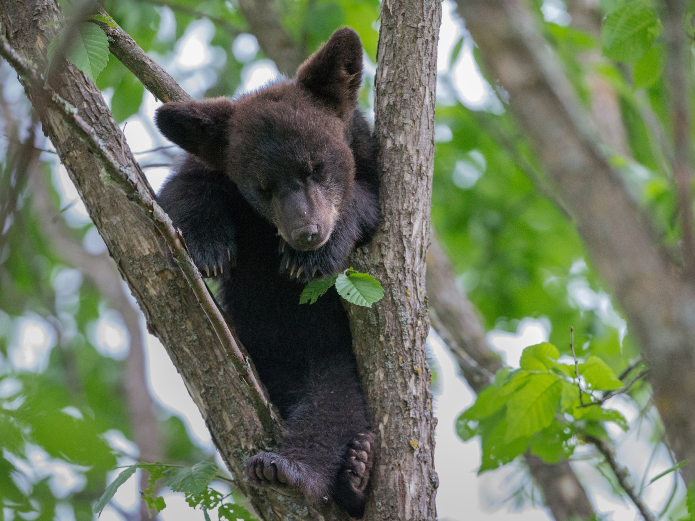 Маленький медвежонок сидит на ветке дерева