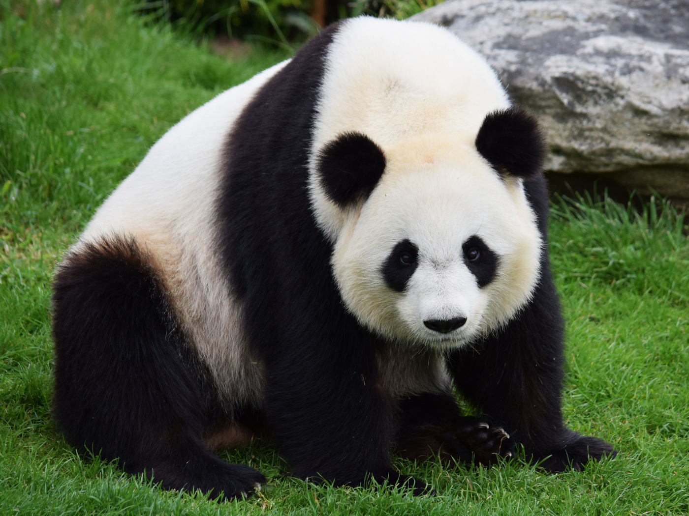 Большая красивая панда сидит на зеленой траве