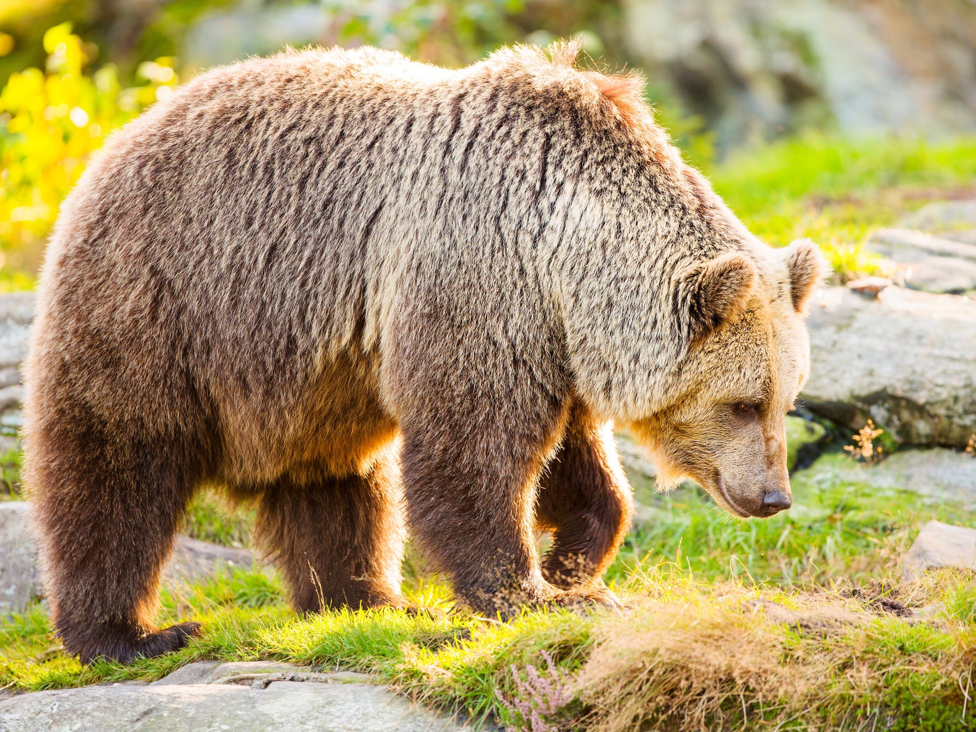 Большой бурый медведь идет по траве