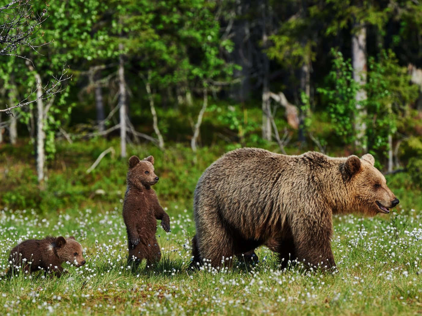 Большая бурая медведица с медвежатами гуляет по зеленой траве