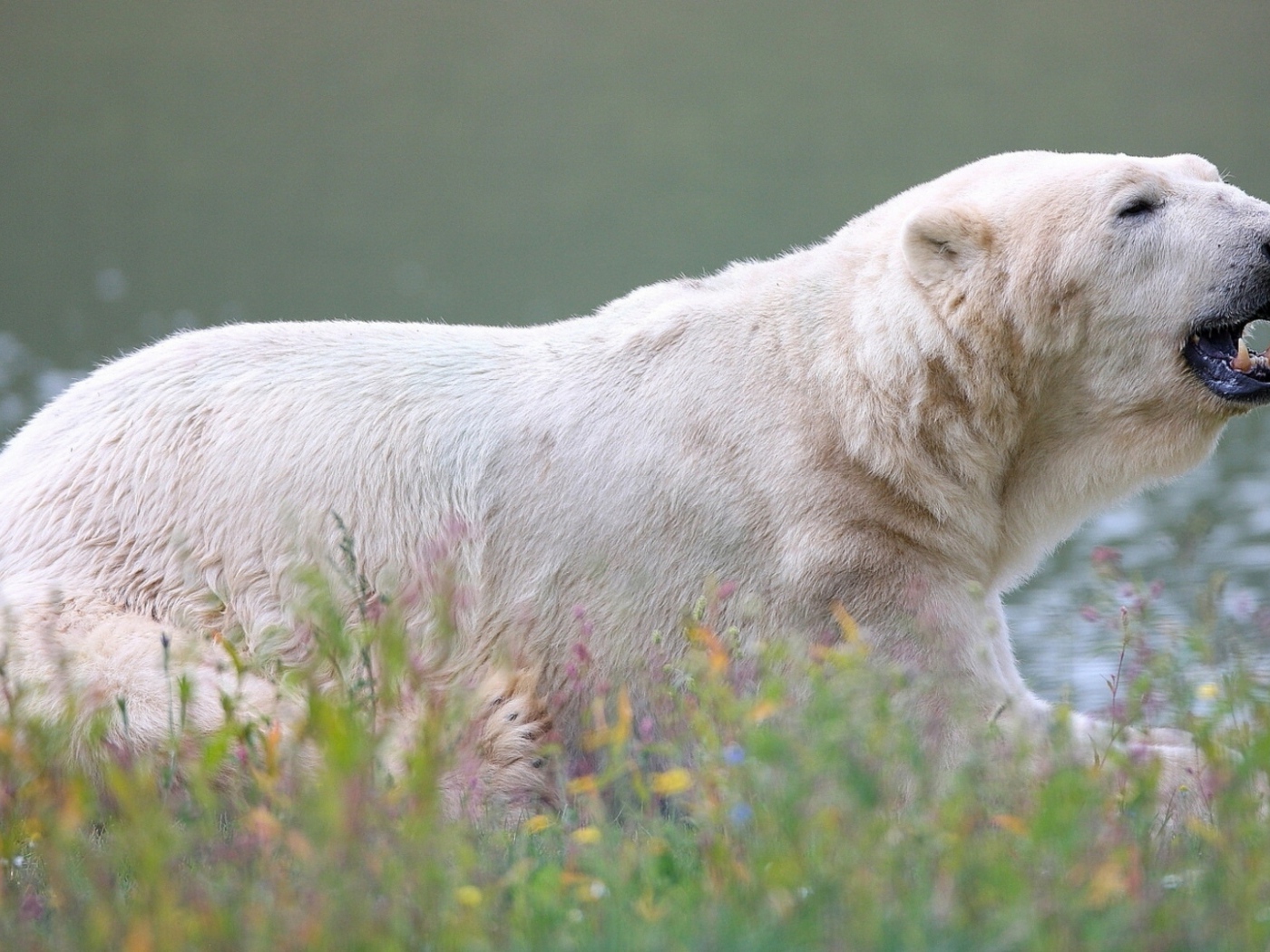 Большой белый медведь у воды 