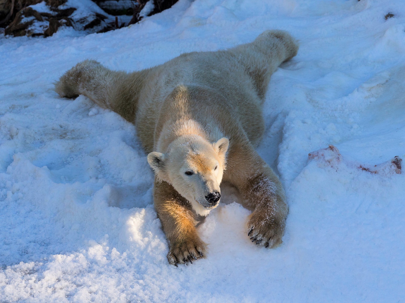 Polar bear is happy with white snow in winter