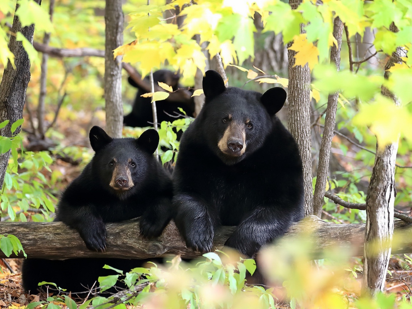 Два черных медведя в лесу