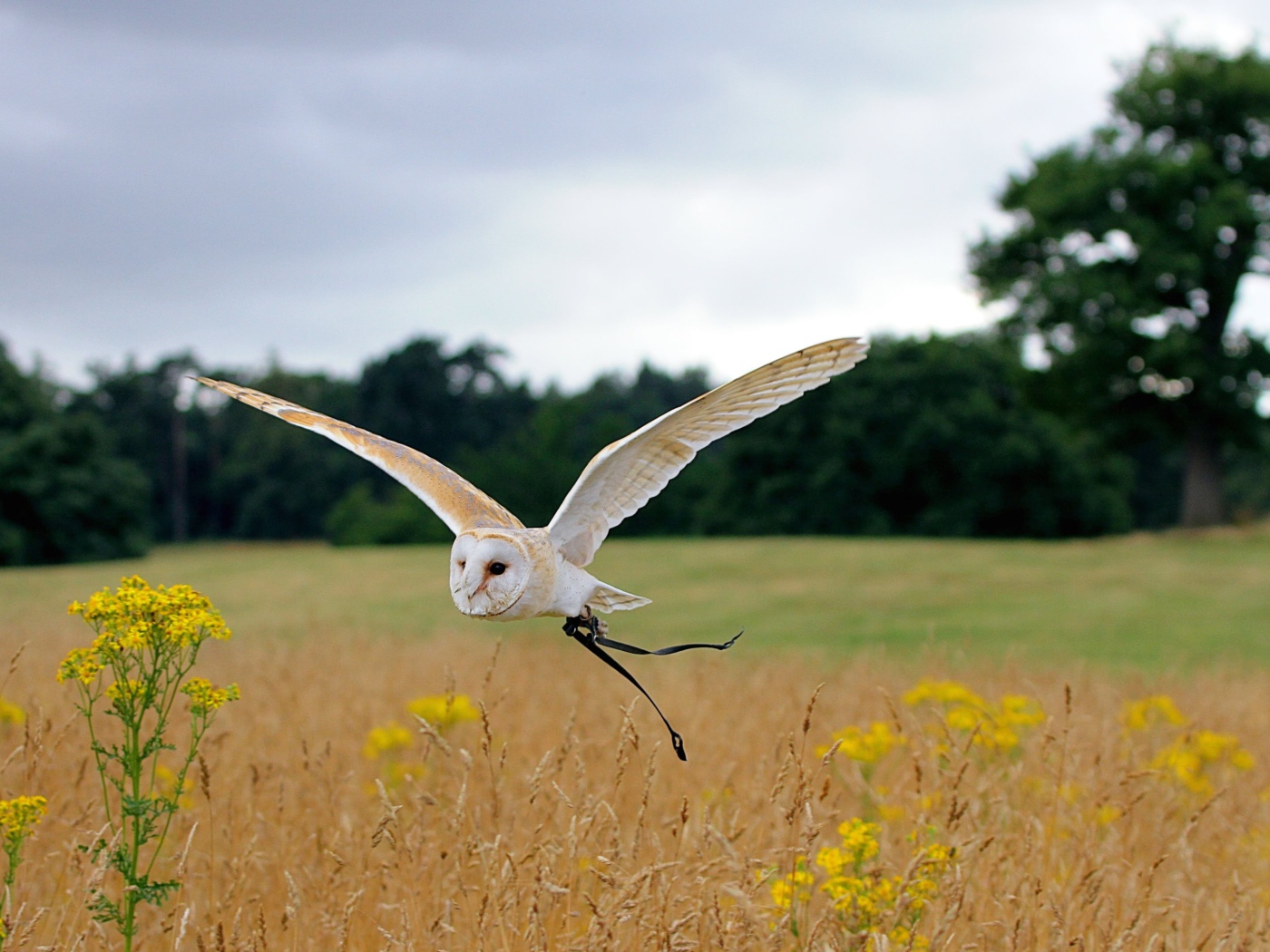 Красивая сова летит над полем