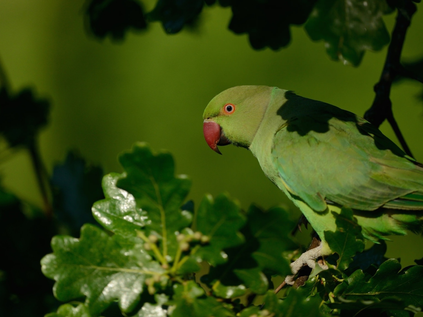 Зеленый попугай с красным клювом сидит на ветке 