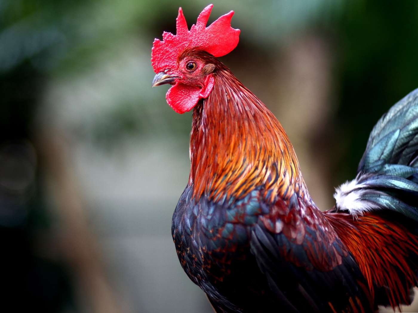 Красивый домашний петух с красным гребнем 