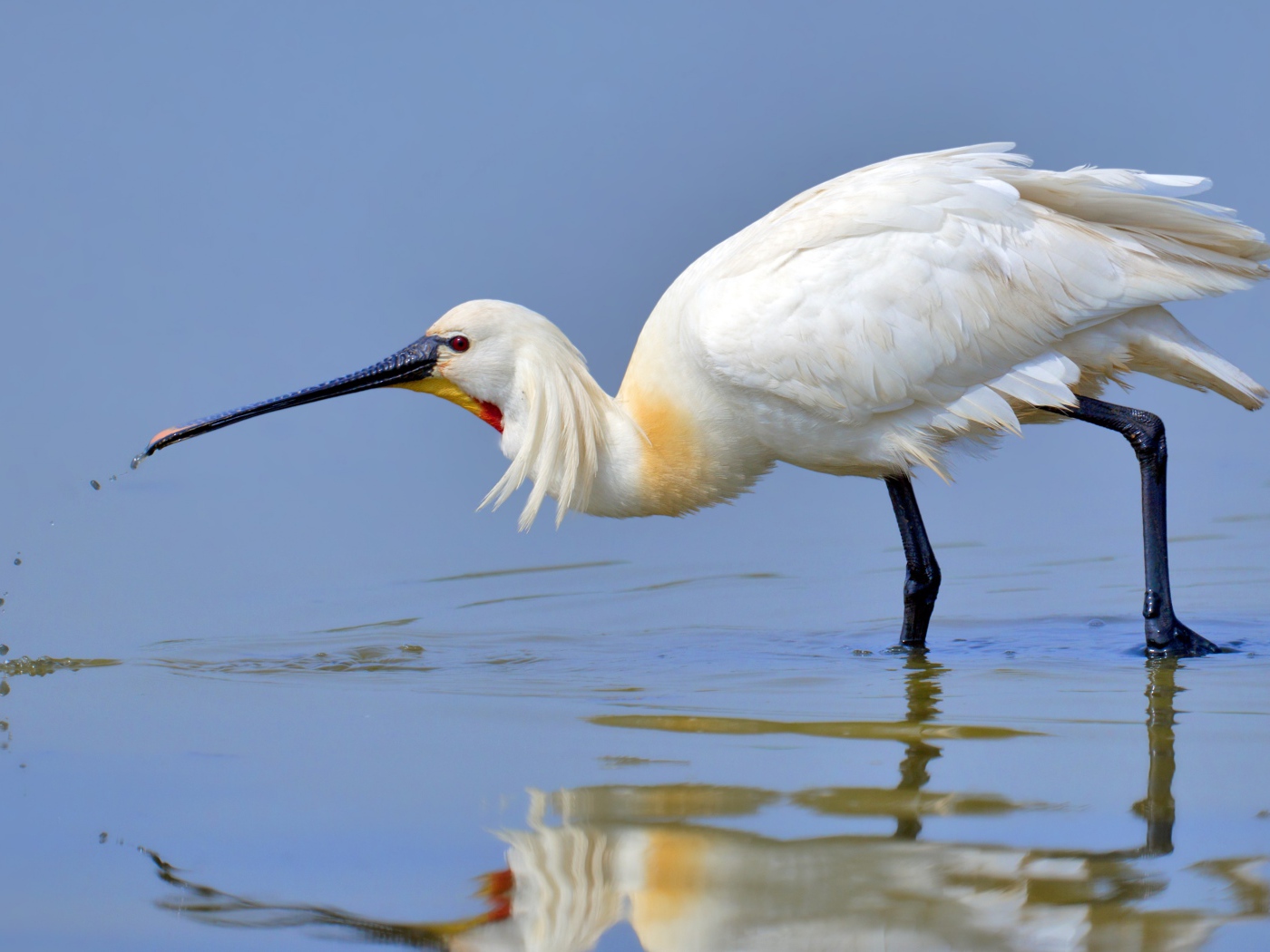 Красивая белая цапля стоит в воде