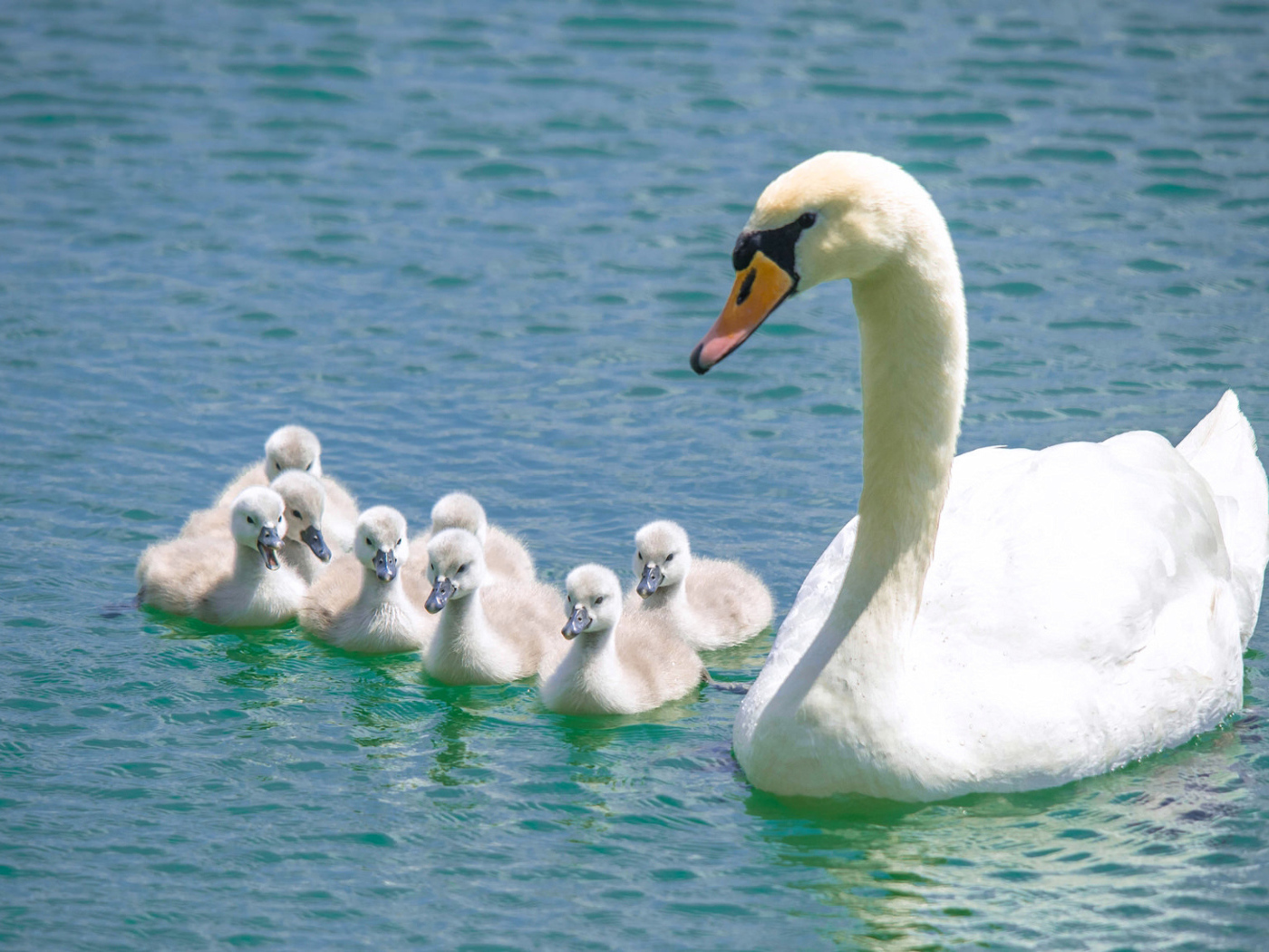 Красивый белый лебедь - шипун с птенцами в воде 