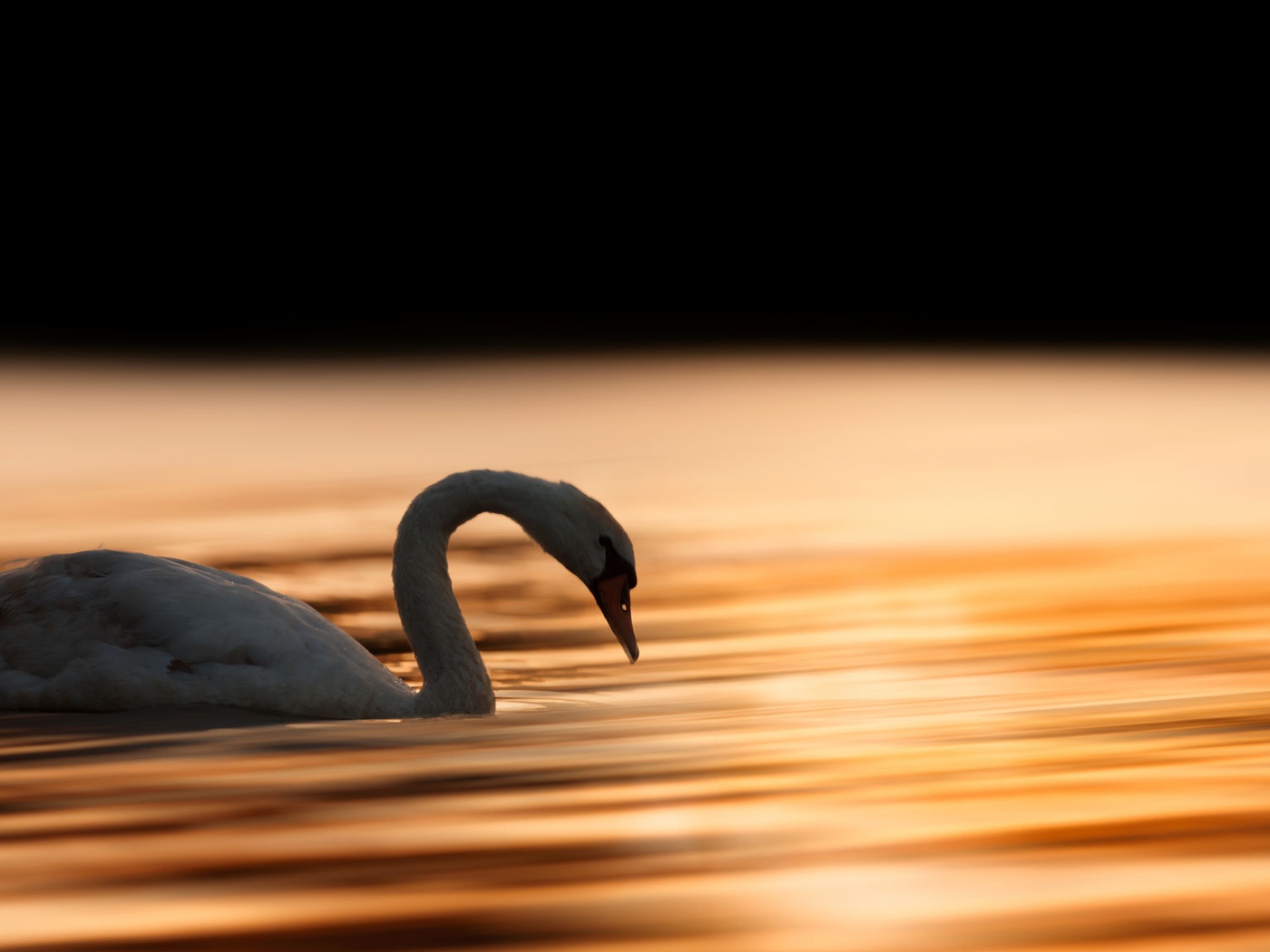 Красивый белый лебедь шипун плавает в воде