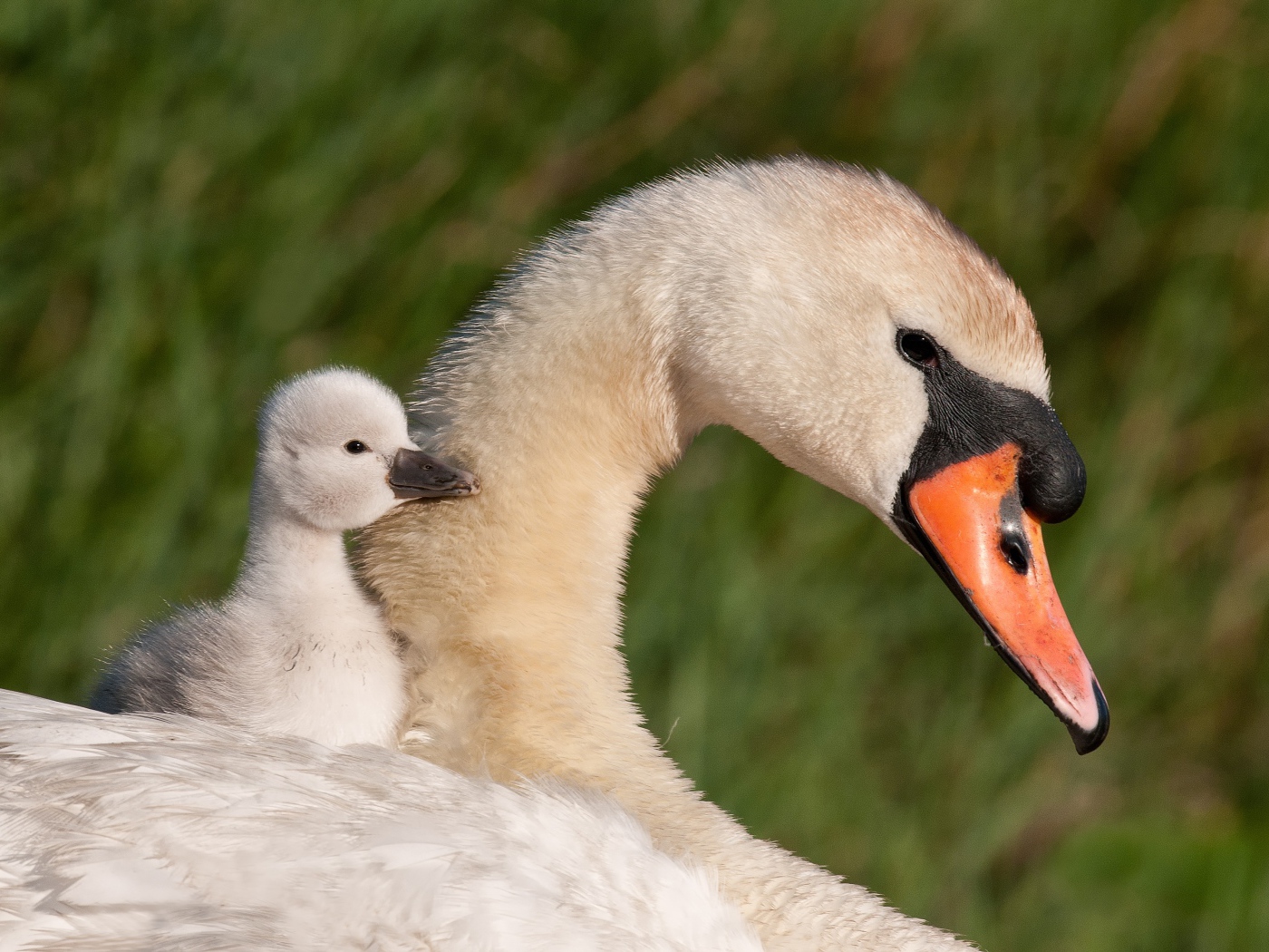 Красивые белый лебедь шипун с маленьким птенцом