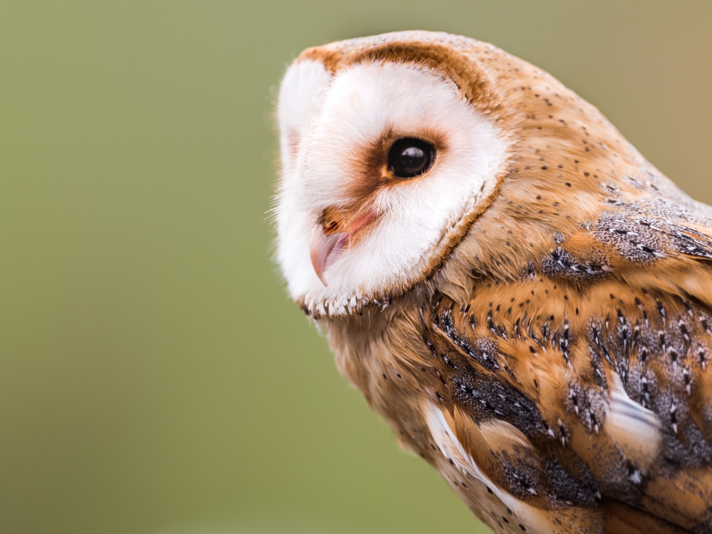 Большая красивая сова крупным планом