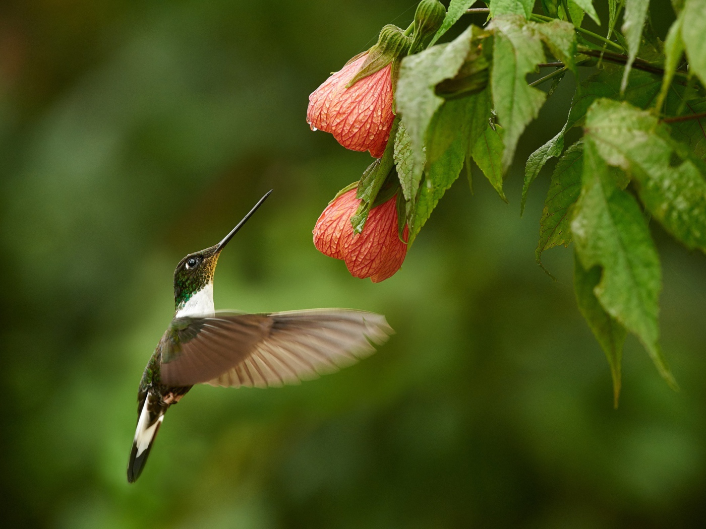 Птица колибри собирает нектар с красного цветка