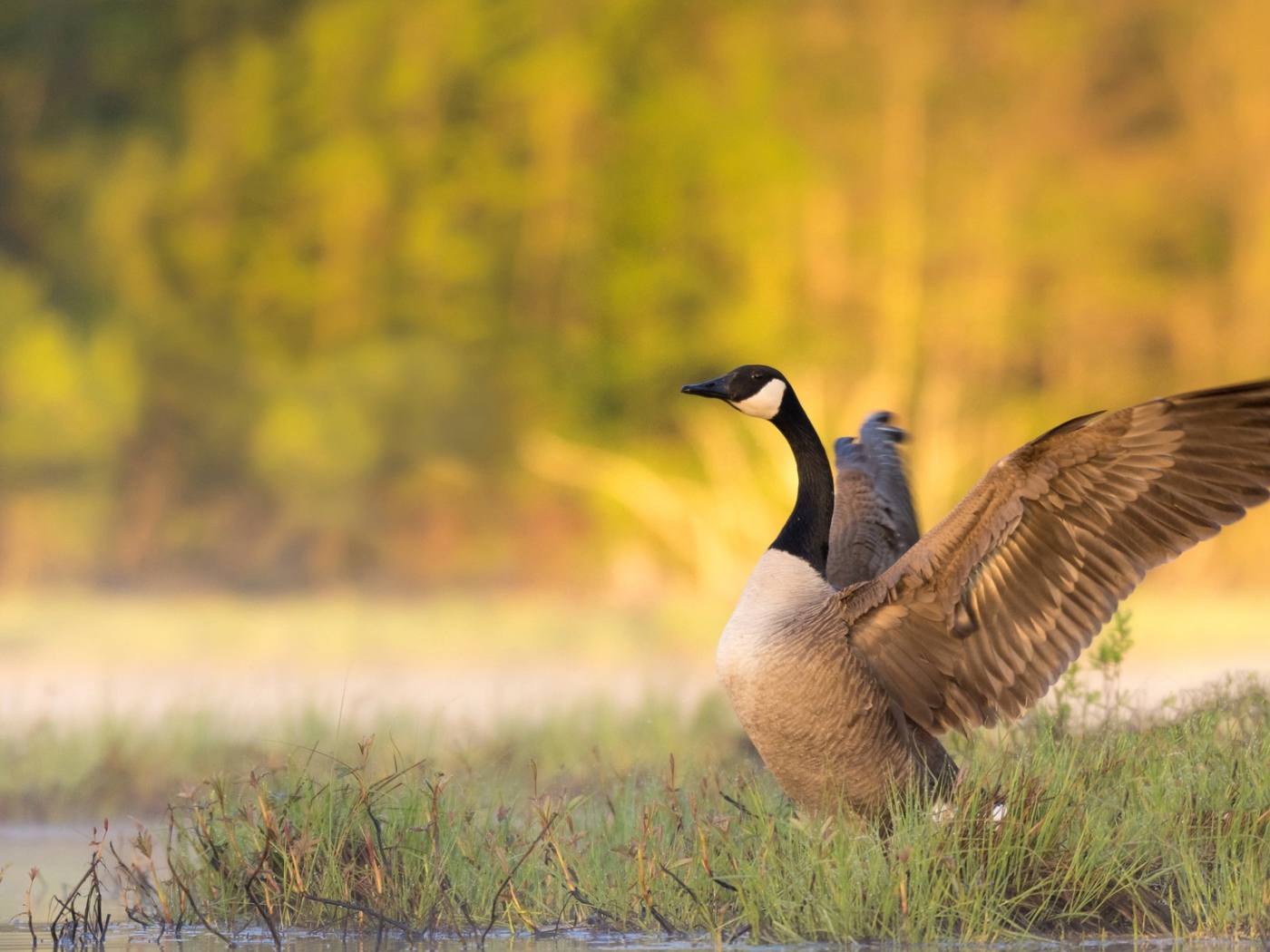 Гусь у водоема готовится взлететь 