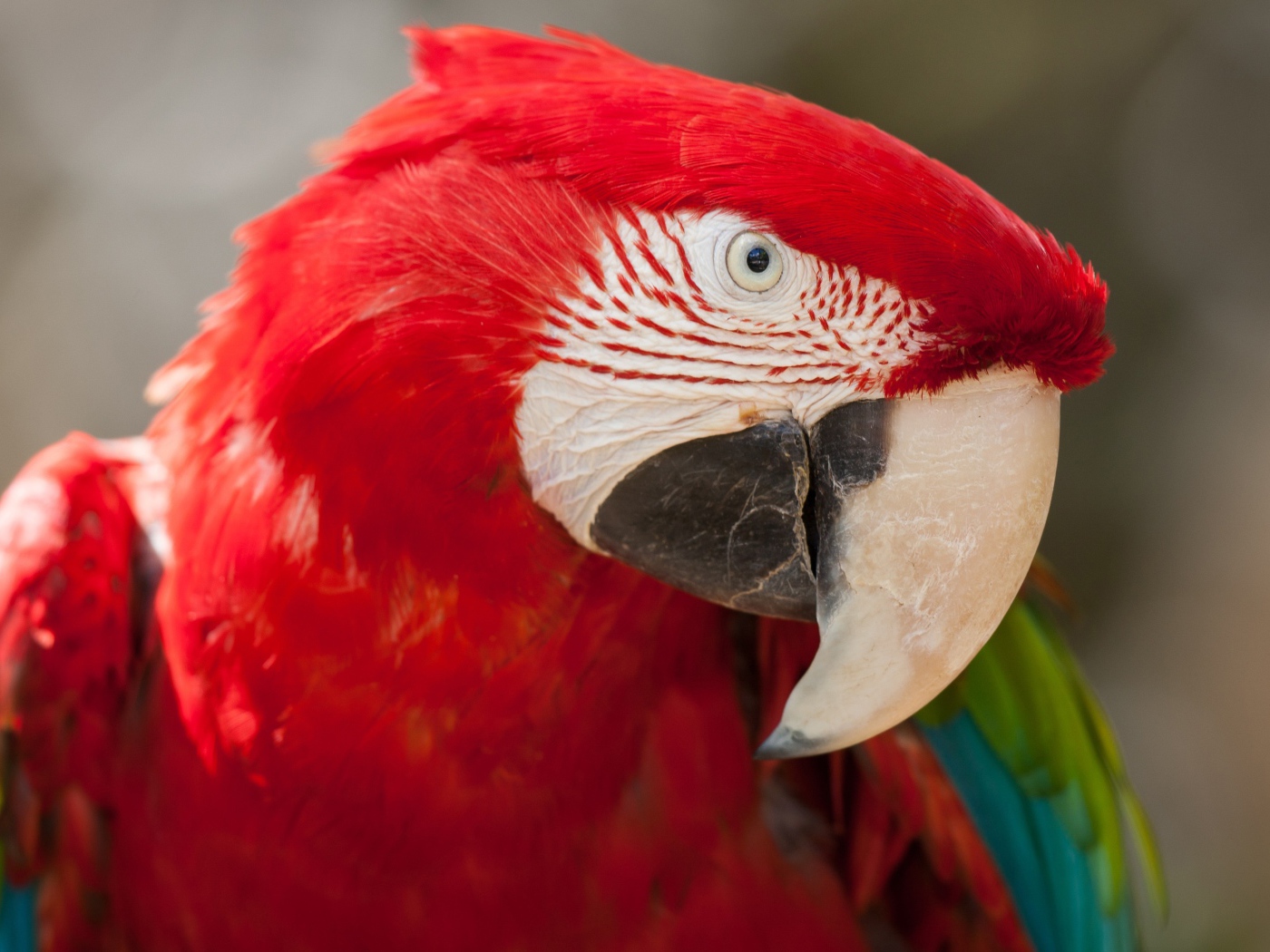 Зелено - красный попугай ара  