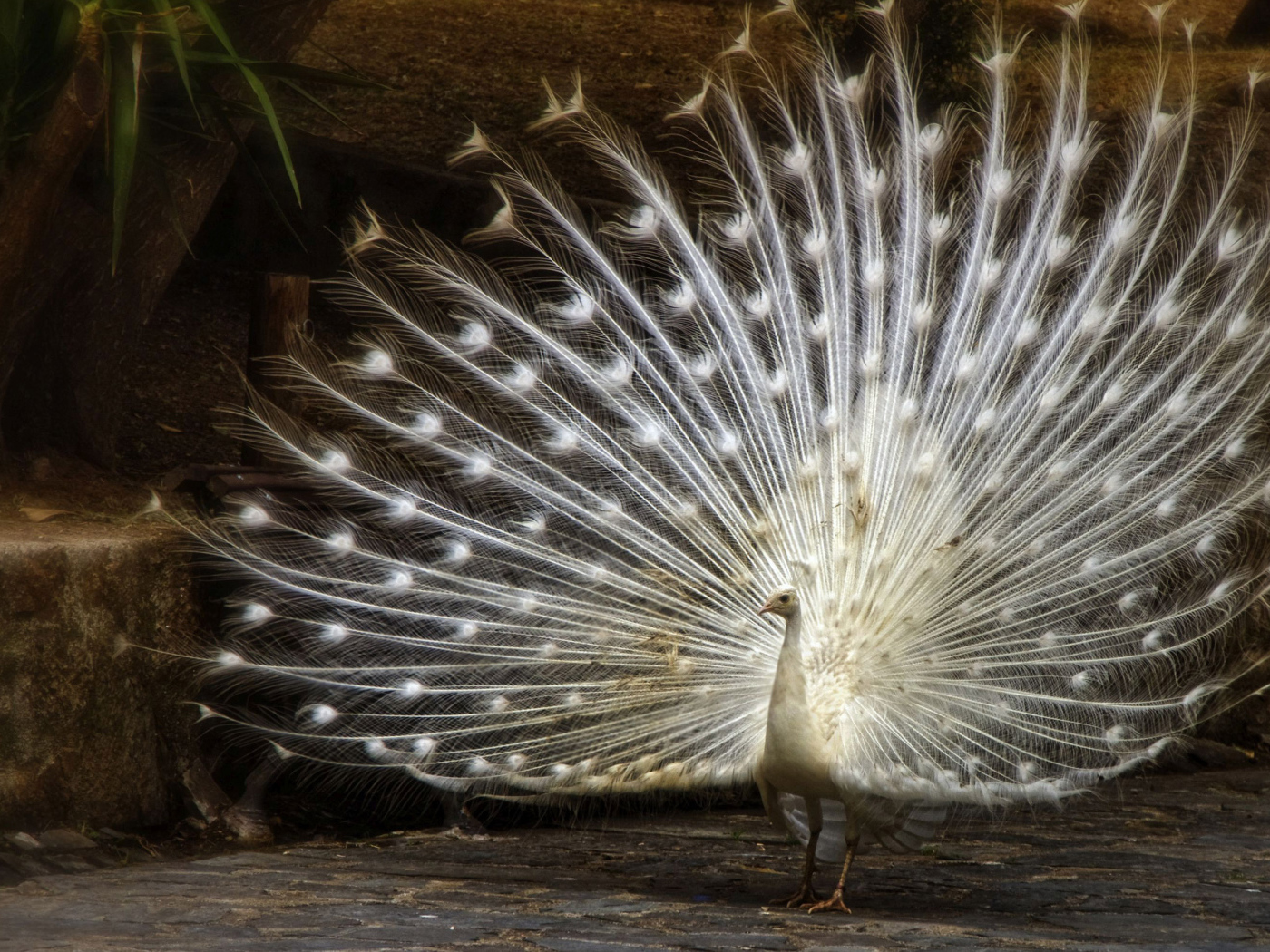 Большой красивый белый павлин